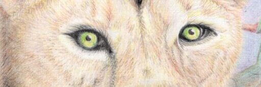 Kylissa the lioness